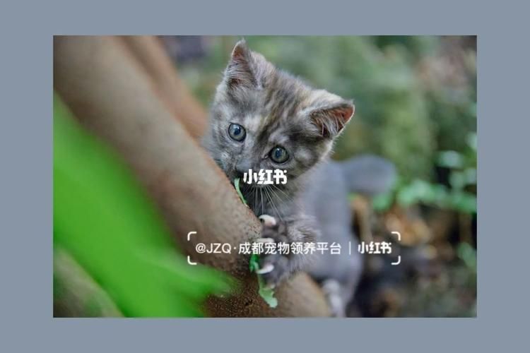 捡到千年猫官网登录不了？常见问题解决方法