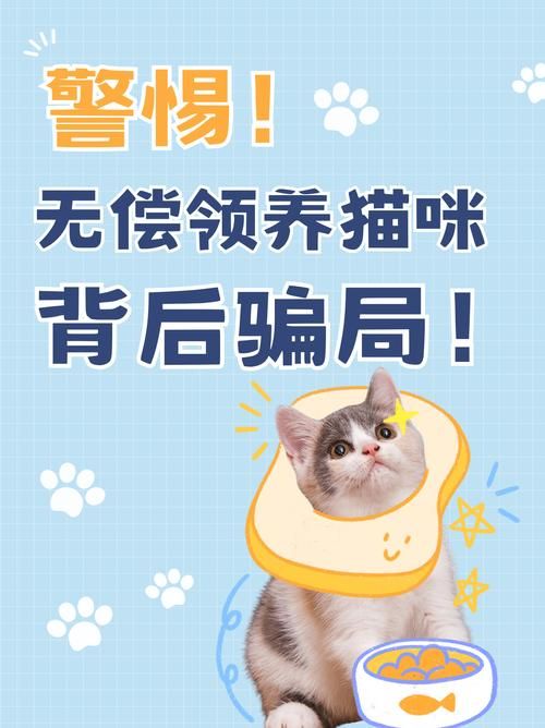 捡到千年猫最新版本靠谱吗？实测避坑防骗指南