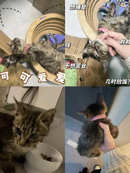 捡到千年猫汉化版好玩吗？最新更新内容亲测分享