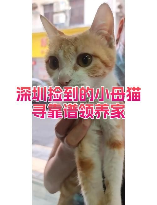 捡到千年猫版本大全靠谱吗，实测五大热门版本攻略
