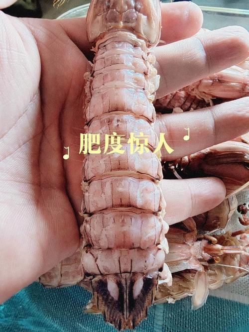 月之境该玩哪个版？版本大全对比帮你挑！