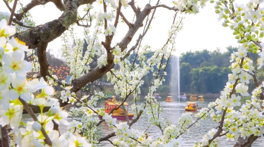 桃花境最新版本是多少？官方正版下载渠道实测