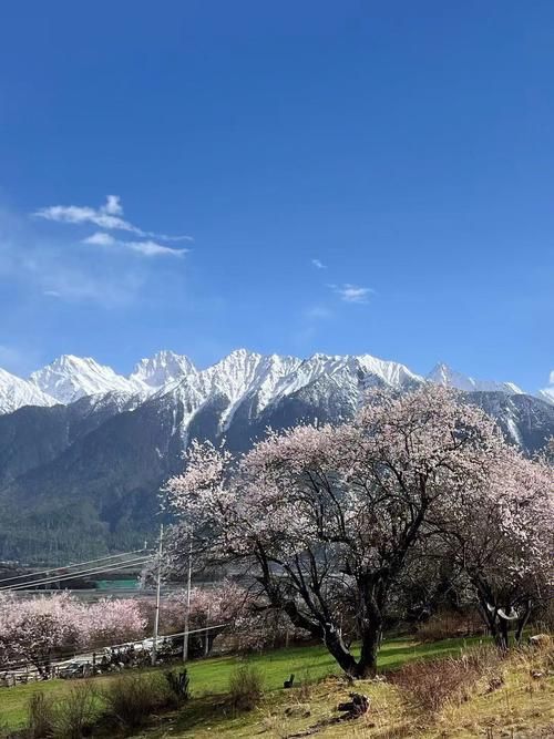 桃花境版本大全都有哪些？所有版本一次搞懂下载攻略