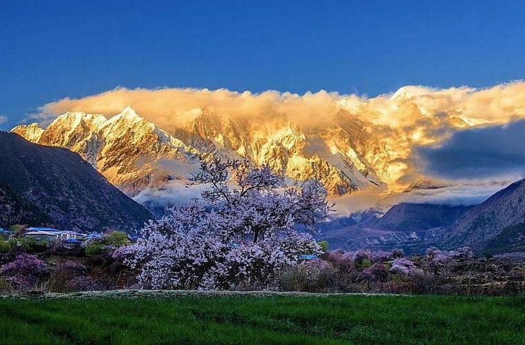 桃花境版本大全都有哪些？所有版本一次搞懂下载攻略