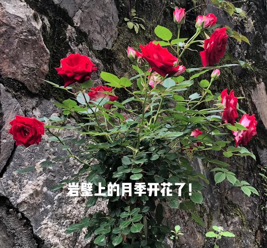 欲望开花下载地址怎么下？(新手教程一步到位安装指南！)