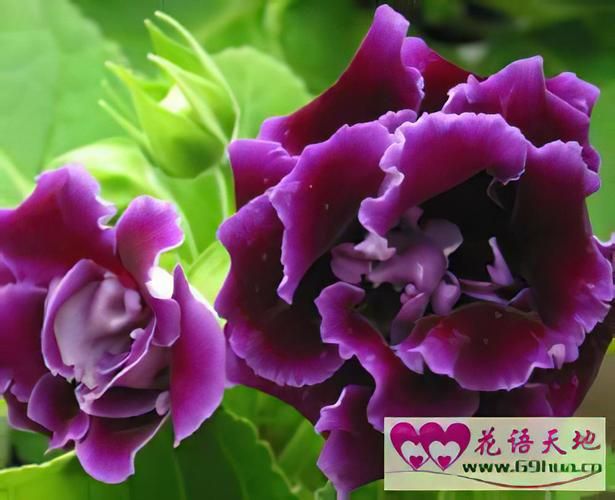 欲望开花安卓值不值得玩？(优缺点全面解析)