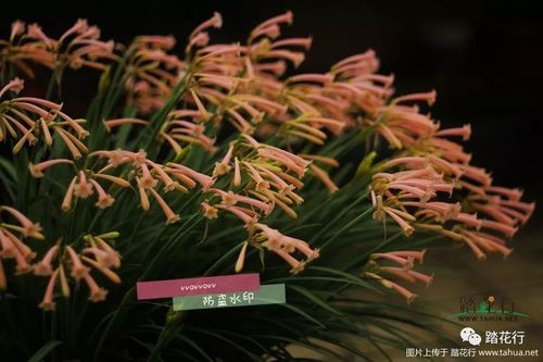 欲望开花更新地址是什么？详细解析功能和最新内容介绍！
