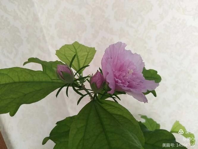 欲望开花版本大全怎么选？新手必看的挑选指南