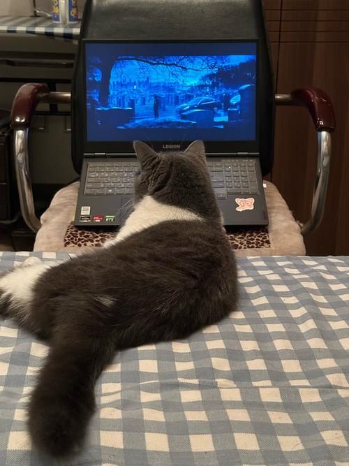 猫咪玩手机下载安卓？别急，这几步轻松搞定安装