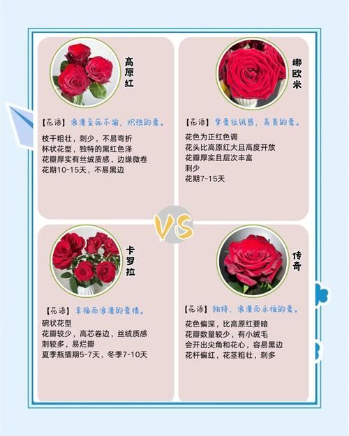 玫瑰行动版本大全包含哪些内容？(详细解说所有版本特点功能差异大全)