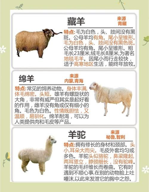 电子羊官方网站是什么？详细介绍官方平台功能优势！