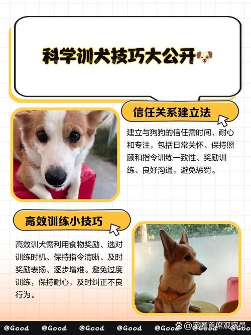 精灵女上司的训狗术安卓效果好不好？玩家真实心得分享！