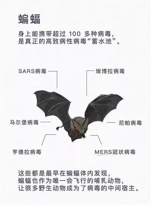 精灵蕾雅下载地址靠谱吗？实用技巧避免病毒风险！