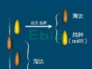 索命倒数最新版本是多少？多个版本对比差异分析！