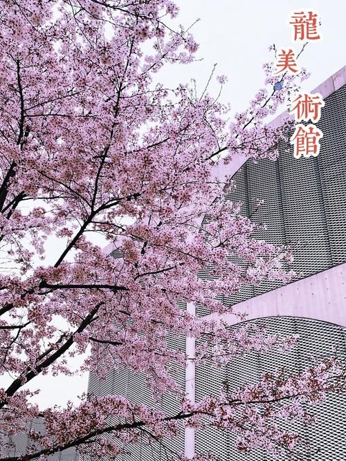 红樱花馆下载地址打不开怎么办？5个解决方法汇总
