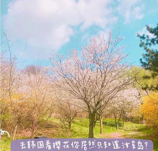 红樱花馆如何下载成功？避雷指南+资源寻找秘诀