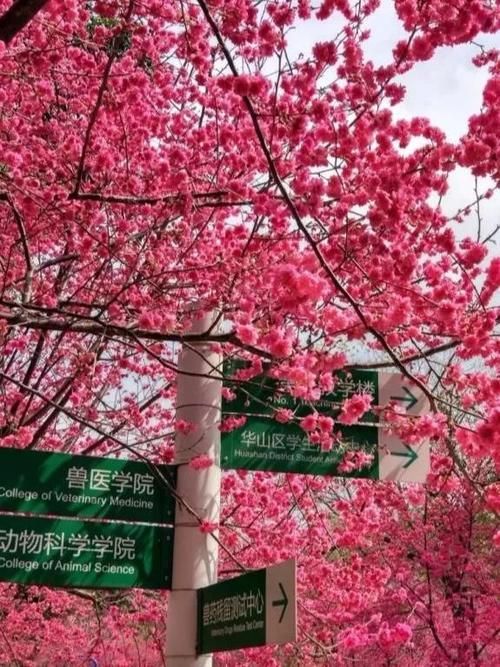 红樱花馆安卓好用吗？真实玩家体验分享别错过