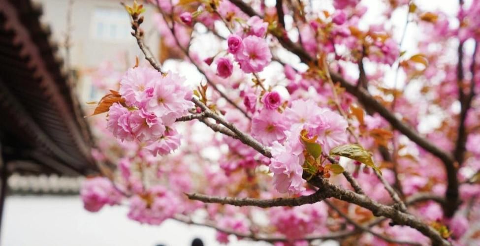 红樱花馆官方网站常见问题？解答大全帮你轻松避坑！