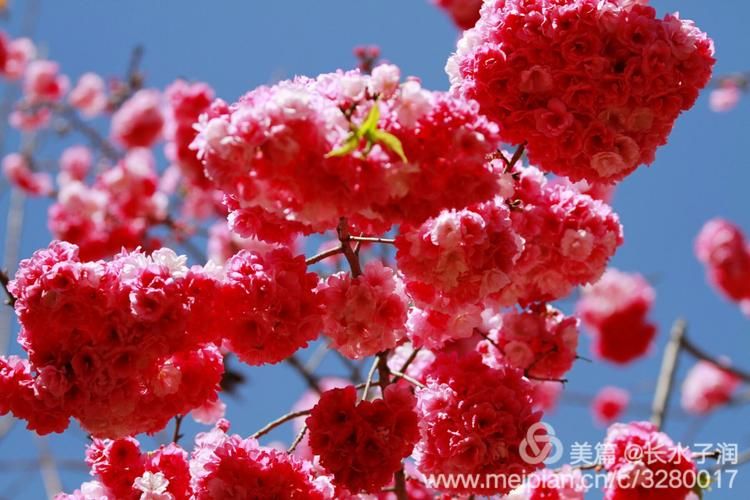 红樱花馆最新发布哪个好？(对比亮点帮你做决定)