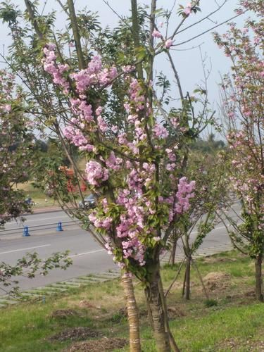 红樱花馆最新版本好玩吗？揭秘用户实测优缺点！