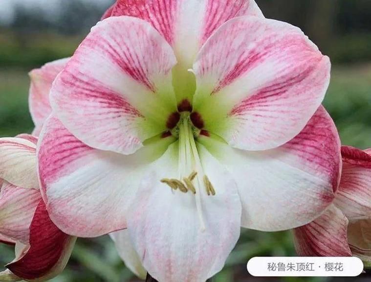 红樱花馆版本大全是什么？一文掌握所有类型详解！