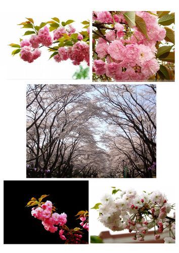 红樱花馆版本大全是什么？一文掌握所有类型详解！