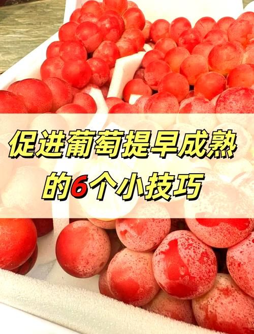葡萄成熟时下载安卓最快方法？(跟指南一步到位搞定安装！)