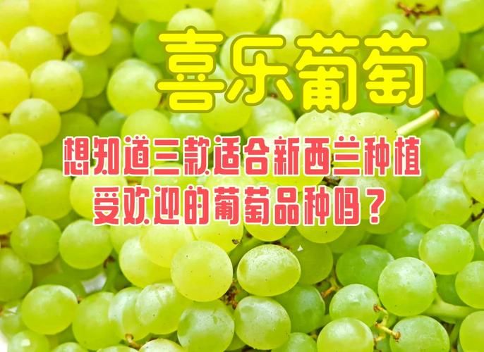 葡萄成熟时在哪下载最快？这2种方式秒速获取安装包