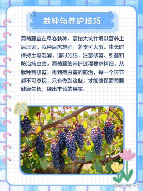 葡萄成熟时在哪下载最快？这2种方式秒速获取安装包