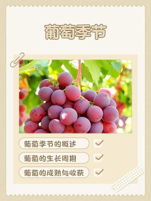 葡萄成熟时官方最新版下载免费吗？真实方法避免收费陷阱！