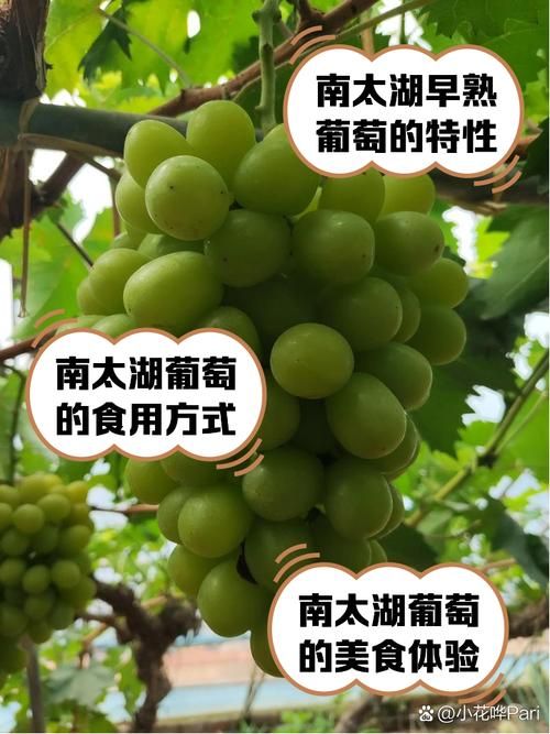葡萄成熟时官方网站更新啥？一手新内容全掌握实用贴！