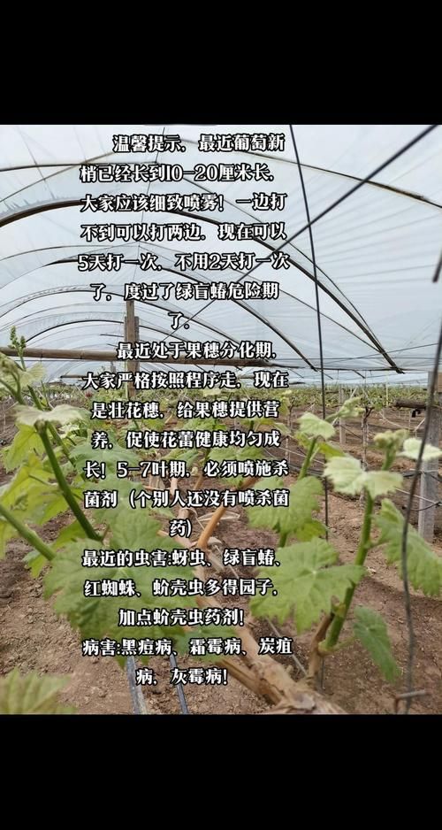 葡萄成熟时更新地址怎么操作？快速搞定步骤分享！