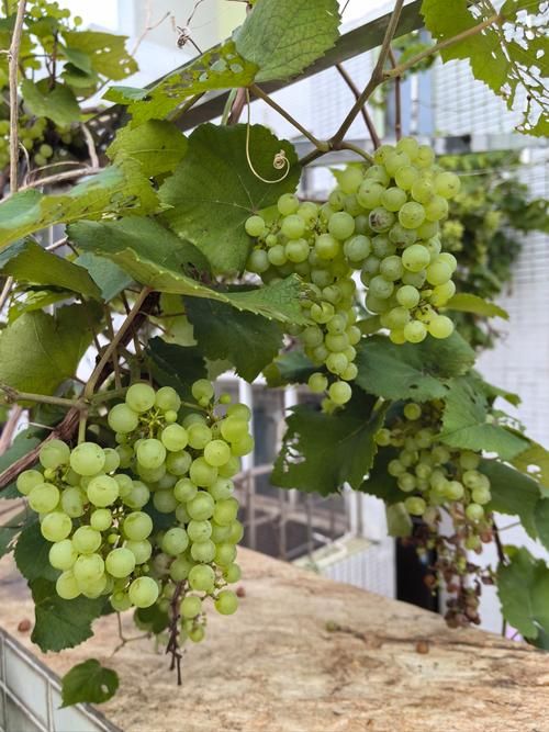 葡萄成熟时最新品种有哪些（种植专家推荐这4款）