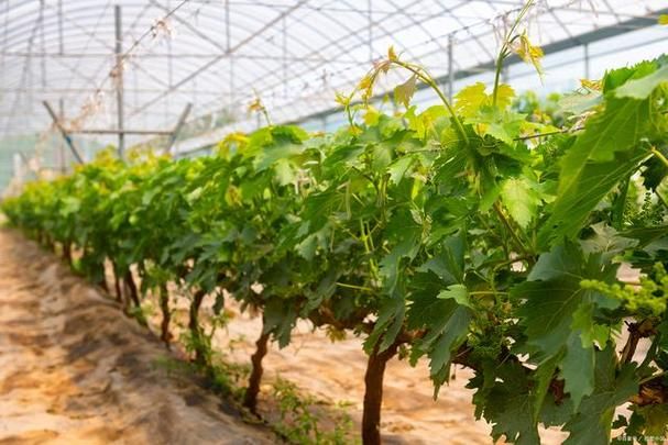 葡萄成熟时最新品种有哪些（种植专家推荐这4款）