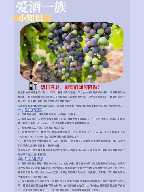 葡萄成熟时最新版本怎么玩？新手入门指南超实用！