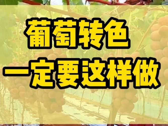 葡萄成熟时游戏攻略有效果吗？(实测通关秘诀轻松提升进度)
