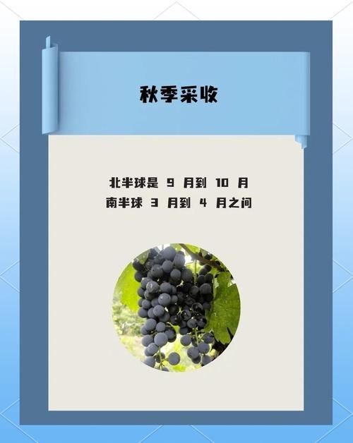 葡萄成熟时游戏攻略有效果吗？(实测通关秘诀轻松提升进度)