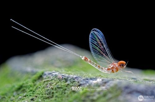 蜉蝣官方正式版下载入口是哪个？无毒最新版手机电脑都能装！