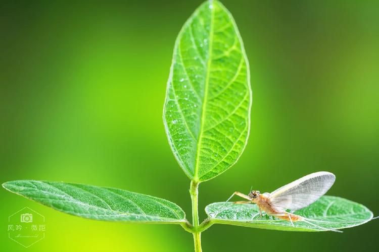 蜉蝣官方网站哪家最好？比较这五家实用选择！