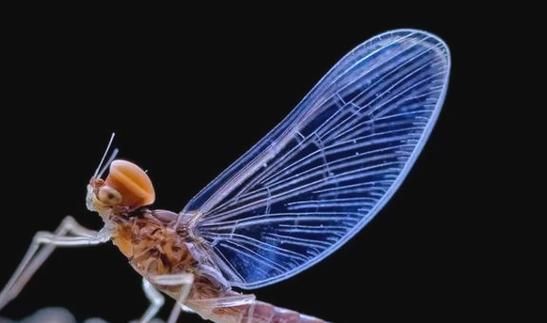 蜉蝣官方网站哪家最好？比较这五家实用选择！