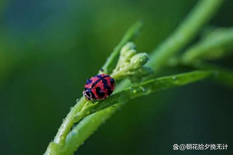 蜉蝣更新地址哪里找？这几个方法简单有效！