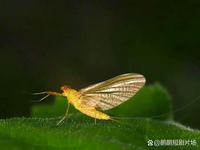 蜉蝣最新更新了啥？带你快速了解新增内容！