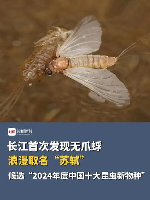 蜉蝣最新更新了啥？带你快速了解新增内容！