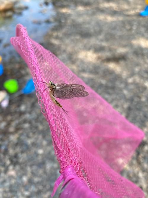 蜉蝣版本大全入门教程分享？(老司机手把手教学)