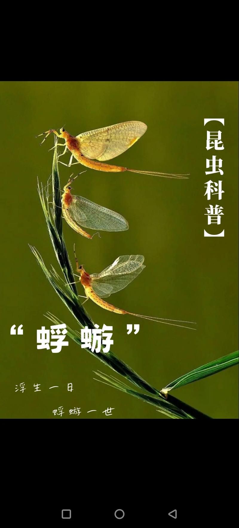 蜉蝣版本大全入门教程分享？(老司机手把手教学)