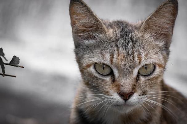 野猫下载地址哪个好？实测5个热门平台对比