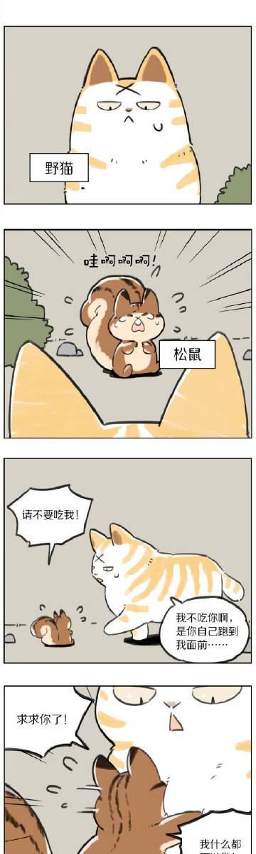 野猫安卓是什么东西?新手必备入门知识讲解 野猫安卓是什么东西?新手必备入门知识讲解