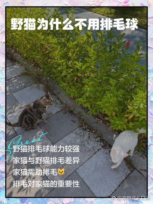 野猫官网哪家比较靠谱?真实用户评测推荐! 野猫官网哪家比较靠谱?真实用户评测推荐!