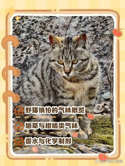 野猫官网哪家比较靠谱?真实用户评测推荐! 野猫官网哪家比较靠谱?真实用户评测推荐!