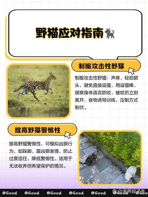 野猫最新版本哪里能下载？(安全渠道推荐避坑)